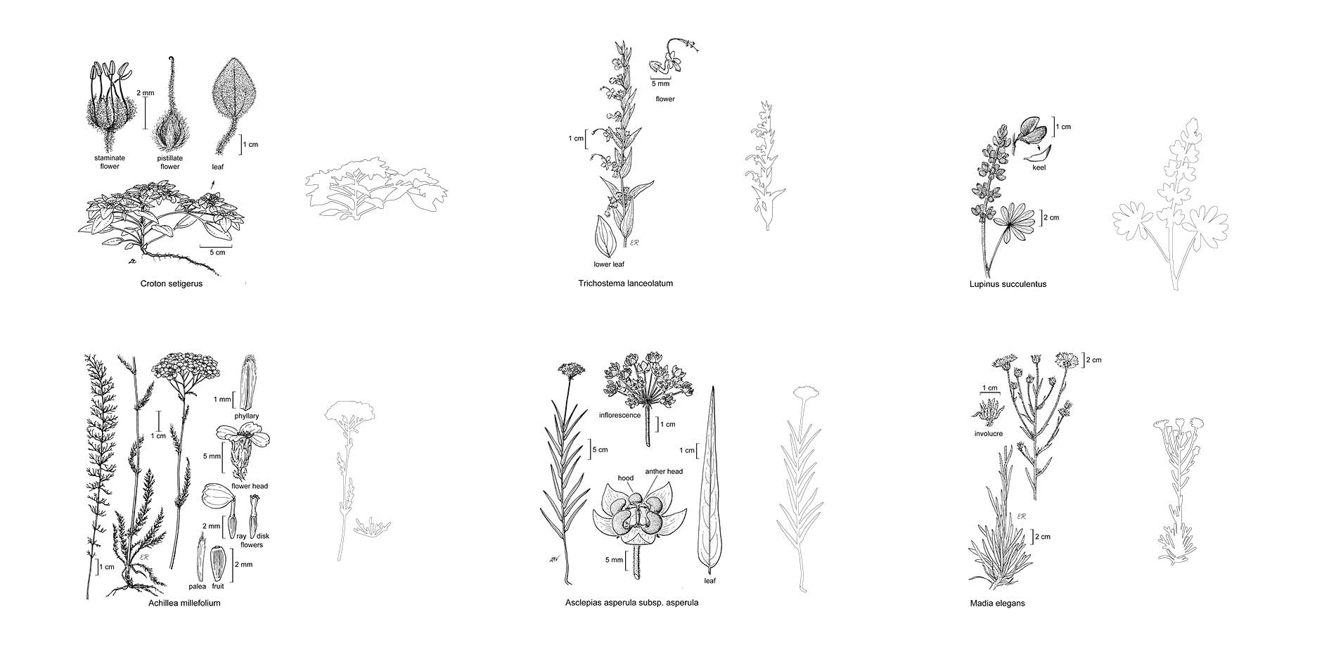 Sourcing the Botanical Drawings